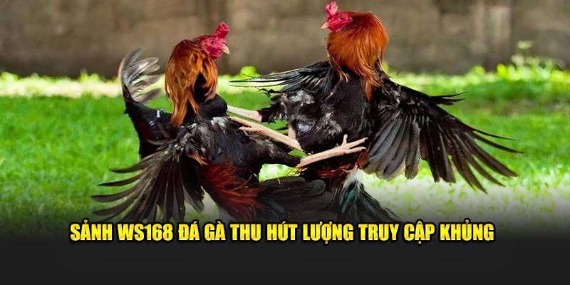 Sảnh WS168 đá gà thu hút lượng truy cập khủng 